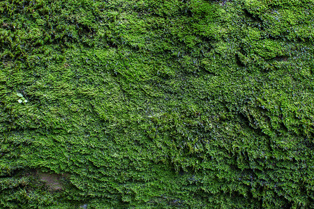 苔藓纹理 苔藓背景 在难看的东西纹理 背景的绿色青苔木头植被植物群森林地面石头植物公园墙纸地衣背景图片