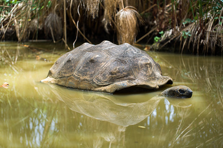 大陆龟沼泽中的大塞舌尔海龟动物环境恐龙大动物公园乌龟皮肤野生动物宠物土地背景