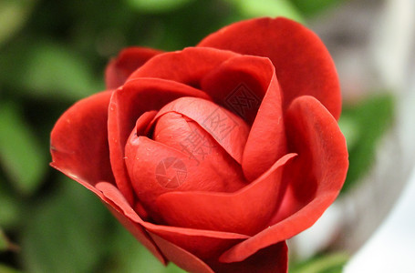 一朵红色花在英国汉普郡的花园中心 紧贴着一朵明亮的红色郁金香花背景