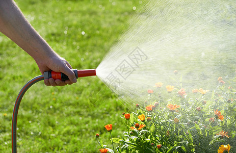 家庭花园中带水管的鲜花和植物 不可辨认的人用水叶子喷雾器灌溉生长房子晴天洒水器农业园艺水滴背景图片