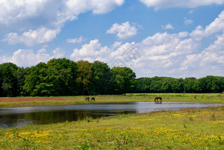 在Arcen附近自然保护区的马匹高清图片