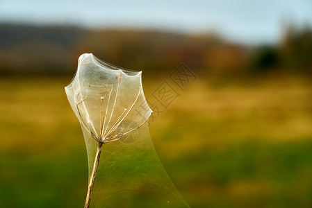 蜘蛛网覆盖的Cow Parsley高清图片