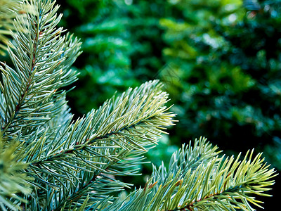 人造圣诞树人工花生木植物绿色叶子松树季节背景图片