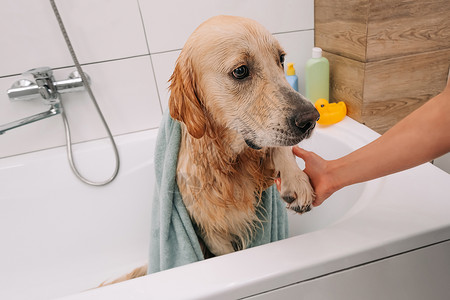 湿毛巾金色寻金犬洗澡猎犬浴缸淋浴浴室泡沫毛巾打扫宠物犬类动物背景