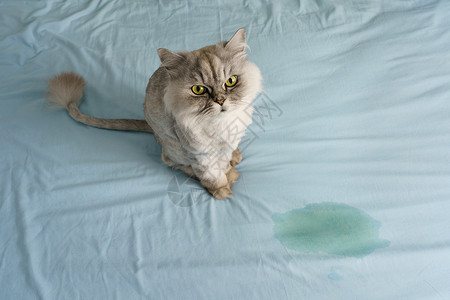 麻烦制造者家养灰猫坐在床上的湿点或尿点附近 猫在家里的床上撒尿或小便 坏猫行为背景
