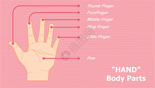 宝宝的手指手解剖 手指或脚趾等名称 美丽的颜色背景 矢量插图eps10插画