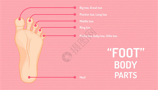 小指脚的解剖学 手指或脚趾的名称及其他 美丽的颜色背景 矢量插图eps10插画