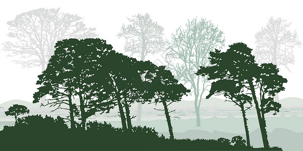 白色背景上隔绝的树影 现实的绿色森林 有松树和弯曲背景图片