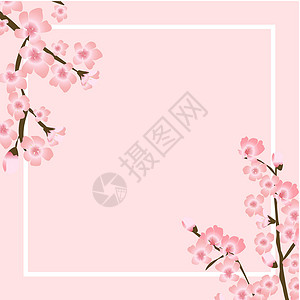 抽象花卉樱花花日本自然背景矢量图案制作花朵粉色白色花园卡片花瓣婚礼季节插图背景图片