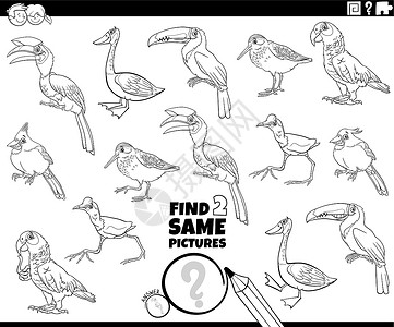北灰鹟鸟类找到两个相同的漫画鸟颜色任务书页面插画