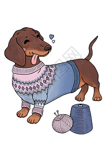 可爱狗 - 编织毛衣和纱布的达克松高清图片