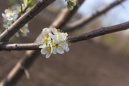 在春花园的剪接下 白梅花插在树枝上背景图片