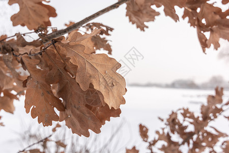 冬天橡树含干叶的橡树枝背景