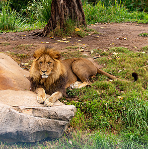 狮子准备去吃饭了高清图片