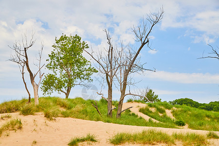 密歇根州沙沙沙丘景观 有沙沙和绿色植物背景