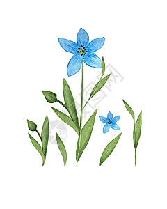 亚麻 Linum 蓝色亚麻花水彩 一组单独的元素 孤立的白色背景 水彩矢量图香气植物群草地植物学绘画艺术化妆品荒野纺织品叶子背景图片