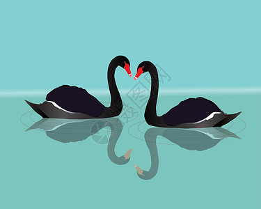 水中黑天鹅两只黑天鹅游泳插画