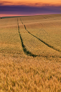日落时金麦田 收割前有拖拉机足迹背景图片