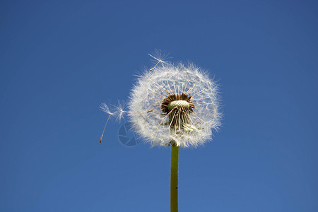 一朵花生 种子被风吹散 在清蓝的天空中背景图片