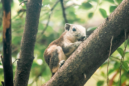 松鼠上树松鼠在树枝上树叶眼睛生活头发木头栖息地哺乳动物坚果墙纸森林背景