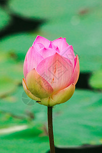 湖中粉红莲花芽情调天空植物学软垫异国灌木百合植物风景环境背景图片