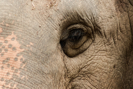 大象是小眼睛的动物野生动物獠牙眼睛故事婴儿家庭动物园树干身体干旱背景图片
