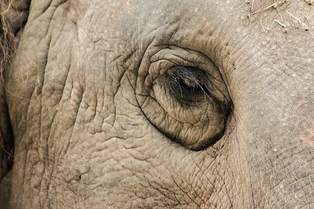 大象是小眼睛的动物皮肤野生动物眼睛獠牙线条干旱荒野树干尺寸耳朵背景图片