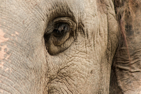 大象是小眼睛的动物獠牙哺乳动物野生动物身体线条荒野树干皱纹尺寸动物园背景图片