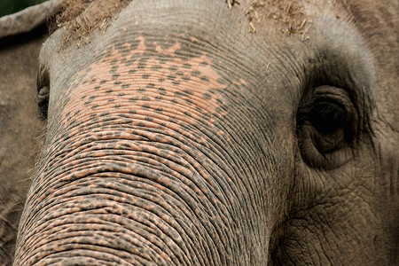 小眼睛 雌性大象的大小与小眼睛相比孤儿鼻子棕色小牛野生动物动物眼睛悲伤婴儿避难所背景图片