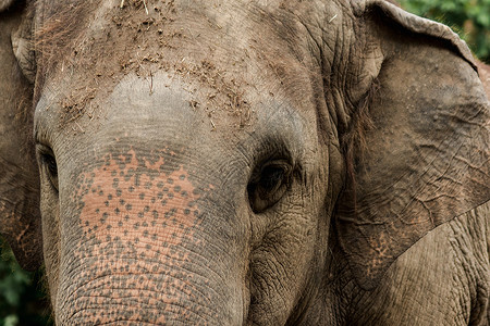 大象是小眼睛的动物荒野尺寸皮肤耳朵干旱身体哺乳动物皱纹动物园婴儿背景图片