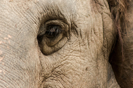 大象是小眼睛的动物婴儿荒野耳朵皱纹皮肤故事尺寸身体家庭动物园背景图片