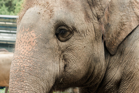 小眼睛 雌性大象的大小与小眼睛相比眼泪避难所小牛婴儿动物群皮肤灰色眼睛树干动物园背景图片