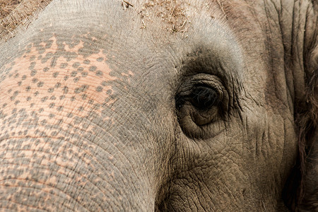 小眼睛 雌性大象的大小与小眼睛相比眼泪哺乳动物眼睛动物园皱纹孤儿避难所动物动物群皮肤背景图片