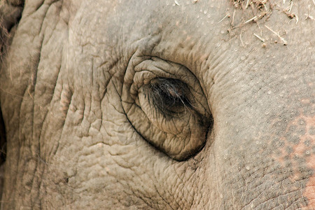大象是小眼睛的动物故事树干尺寸家庭獠牙哺乳动物皱纹线条动物园眼睛背景图片