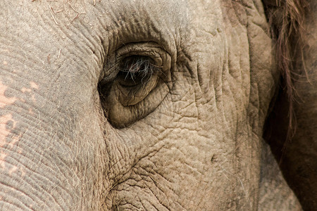 大象是小眼睛的动物哺乳动物獠牙家庭尺寸身体野生动物故事树干线条动物园背景图片