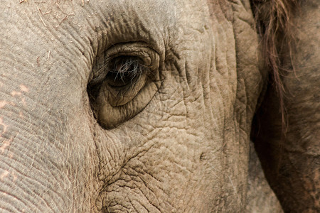 大象是小眼睛的动物荒野野生动物身体树干动物园皱纹哺乳动物干旱眼睛尺寸背景图片