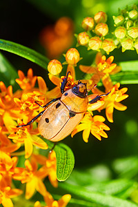 橙色甲虫 橙色花朵上有黑斑点高清图片
