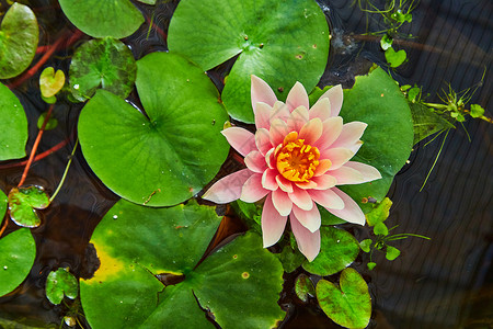 从绿色百合花板上俯视粉红花朵背景图片