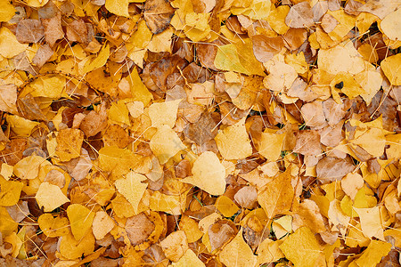 黄色秋天落叶干叶背景图片