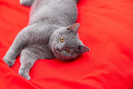 一只灰猫在红格子上的一只宠物 一篇关于猫的文章 英国猫动物猫咪流浪猫猫科红色虎斑成年尾巴眼睛毛皮背景图片