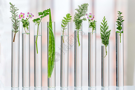 关于药用植物的科学实验 科学实验香菜花卉技术韭菜药物美德茴香草本植物概念实验室背景图片
