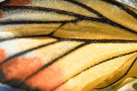 黄色翅膀橙色凝胶蝴蝶翅膀是黄色和白色的自由动物昆虫原色背景橙子宏观眼睛墙纸花园背景