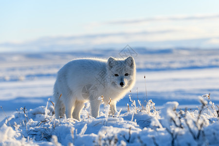 可爱的北极狐西伯利亚苔原的冬季北极狐晴天动物毛皮打猎白狐动物群背景荒野狐狸捕食者背景