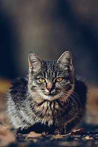 捕捉天气猫秋天公园的美丽小猫 可爱的小猫宠物天气哺乳动物虎斑猫咪树叶花园荒野猫科动物毛皮背景