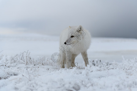可爱的北极狐西伯利亚苔原的冬季北极狐野生动物捕食者狐狸动物食肉毛皮哺乳动物猎人背景眼睛背景
