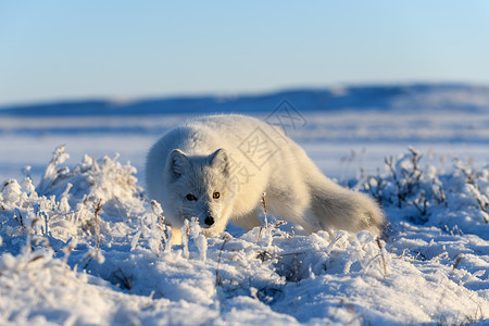 行走狐狸西伯利亚苔原的冬季北极狐荒野毛皮晴天爪子狐狸食肉野生动物气候动物捕食者背景