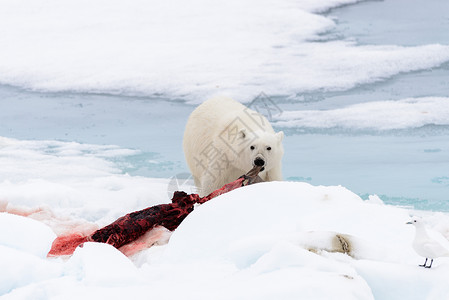 巴法力亚熊北极熊在冰块上吃海豹海事男性气候环境荒野野生动物哺乳动物捕食者摄影海洋背景