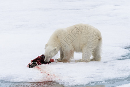 熊吃鱼北极熊在冰块上吃海豹摄影环境荒野哺乳动物男性捕食者海事动物气候野生动物背景