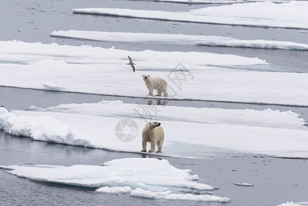 巴王海北极熊在挪威斯瓦尔巴北极以北的圆冰上的母亲和双幼崽气候捕食者男性荒野摄影旅行环境海洋动物野生动物背景