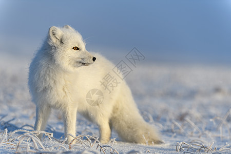 动物雪北极狐在野生苔原中 北极狐站立打猎白狐眼睛动物群捕食者尾巴背景猎人毛皮视频背景